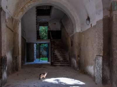 ...messe l� per i tanti gatti che �occupano� lo stabile